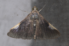 Peribona venosa