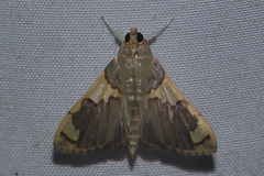 Rehimena phrynealis