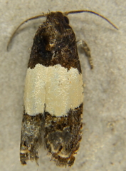 Epiblema tripartitana