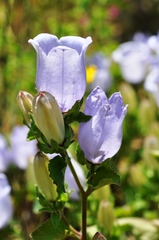 Campanula incurva