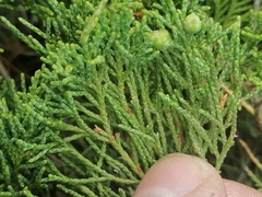 Juniperus pseudosabina