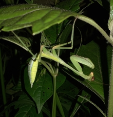 Hierodula membranacea