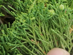 Juniperus pseudosabina