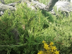 Juniperus pseudosabina