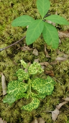 Cronartium comandrae