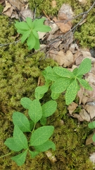 Cronartium comandrae