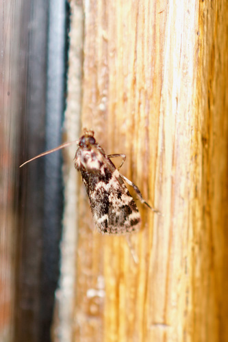 Aglossa caprealis