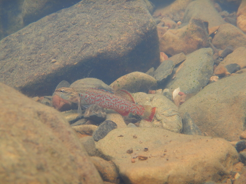 Redspot Darter
