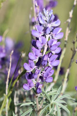 Lupinus angustifolius