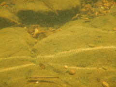 Micropterus punctulatus