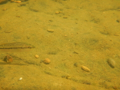 Micropterus punctulatus