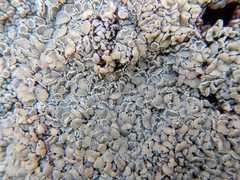 Rhizoplaca opiniconensis