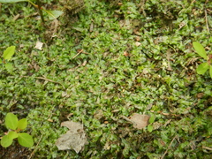 Pallavicinia