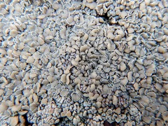 Rhizoplaca opiniconensis