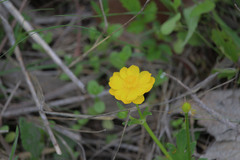 Ranunculus macranthus