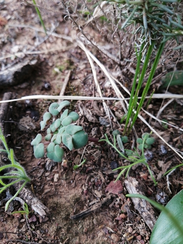 Image of Oxalis convexula by (c) Danie Palm, some rights reserved (CC BY)
