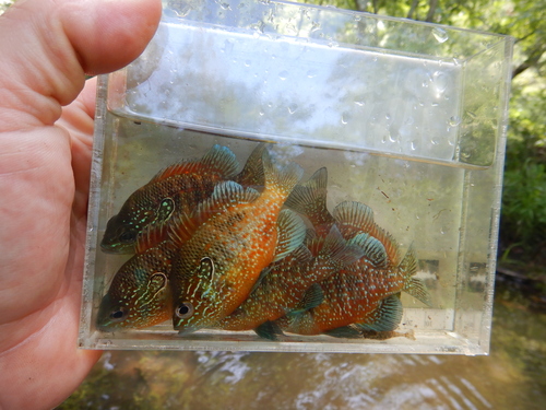 Dollar-zonnebaars (Lepomis marginatus) — Centrarchidae — 5