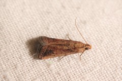 Metallostichodes nigrocyanella