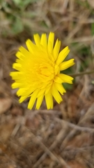 Agoseris apargioides