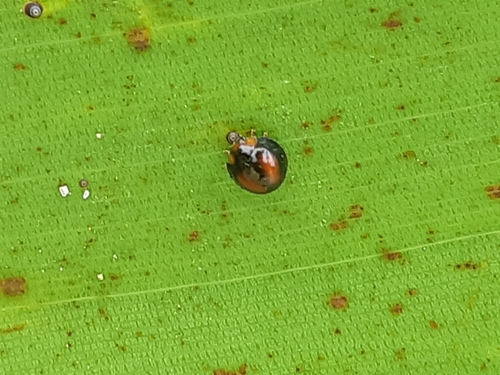 Pentilia chelsea Gordon & Gonzalez, 2019