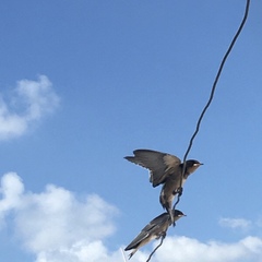 Hirundo rustica