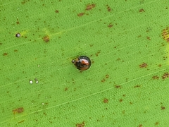 Pentilia chelsea