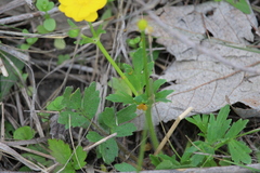 Ranunculus macranthus
