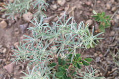 Lupinus angustifolius