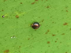 Pentilia chelsea