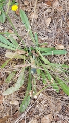 Agoseris apargioides