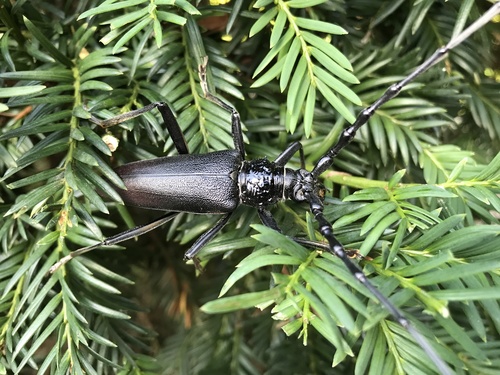 Cerambyx cerdo