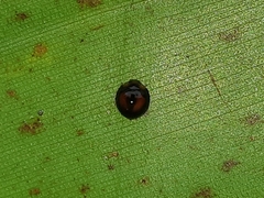 Pentilia chelsea