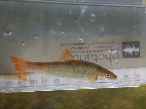 Highland Stoneroller