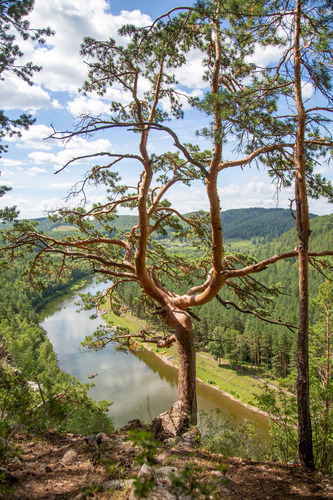 Paprastoji pušis nuotrauka
