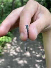 Chromagrion conditum