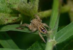 Phidippus texanus