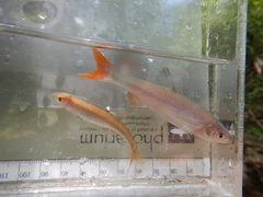 Lythrurus umbratilis