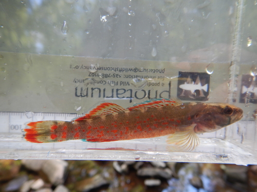 Redfin Darter