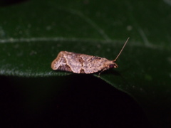 Neocalyptis