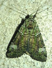 Anaplectoides prasina