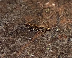 Aristotelia rubidella