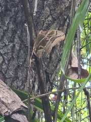 Eryphanis aesacus
