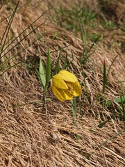 Fritillaria collina