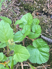 Pectiantia pentandra