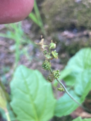 Pectiantia pentandra