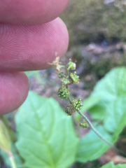 Pectiantia pentandra