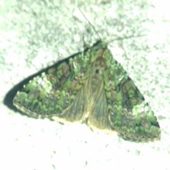 Anaplectoides prasina
