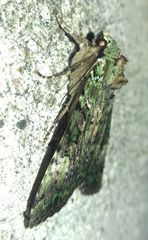 Anaplectoides prasina
