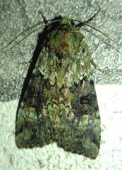 Anaplectoides prasina