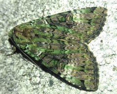 Anaplectoides prasina